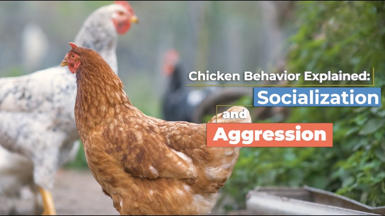 Chicken Behavior Explained: Socialization and Aggression