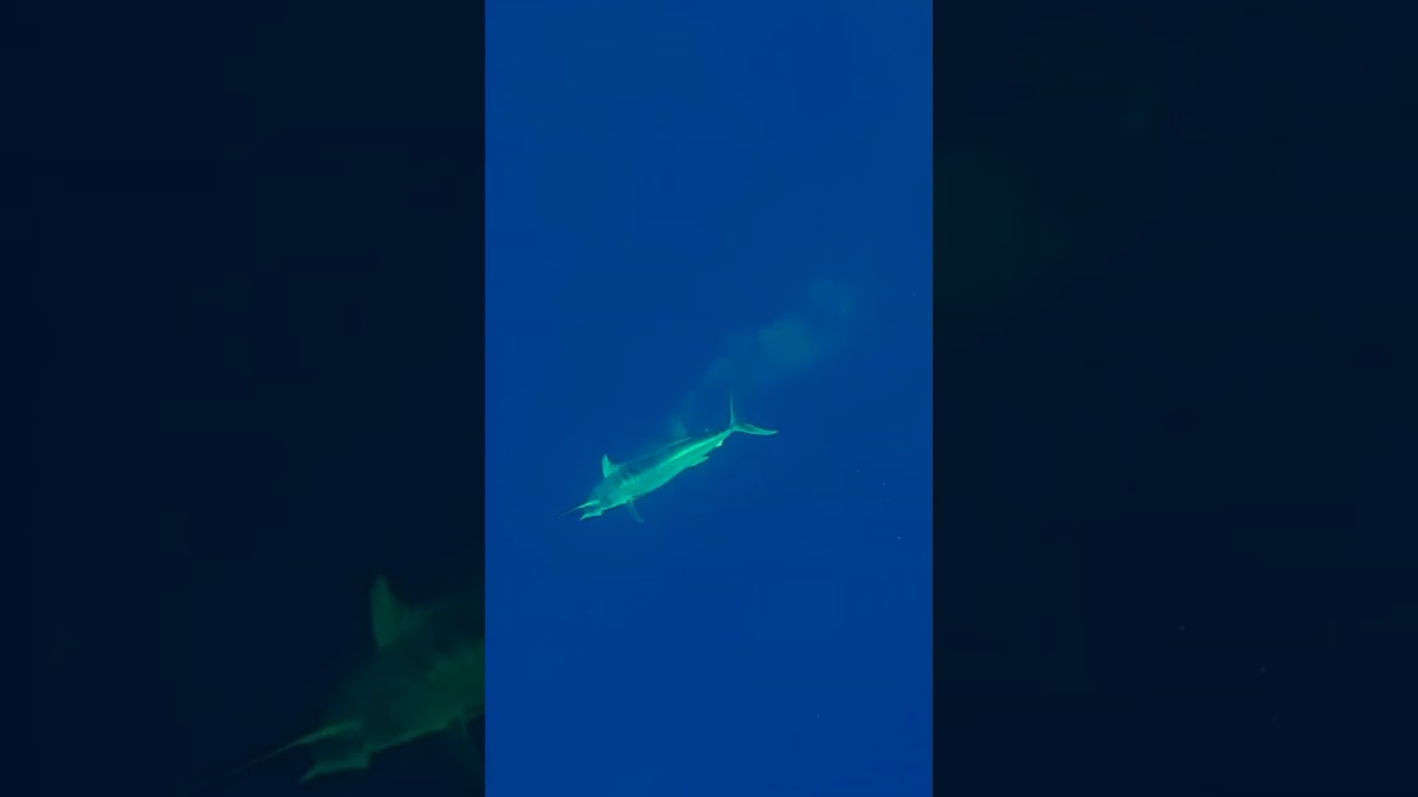 Massive Marlin Headshot (filmed by @Aimrite)