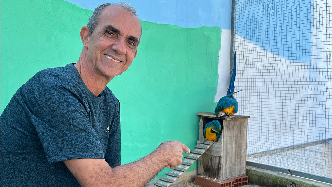 A ARARA ESTÁ QUERENDO REPRODUZIR