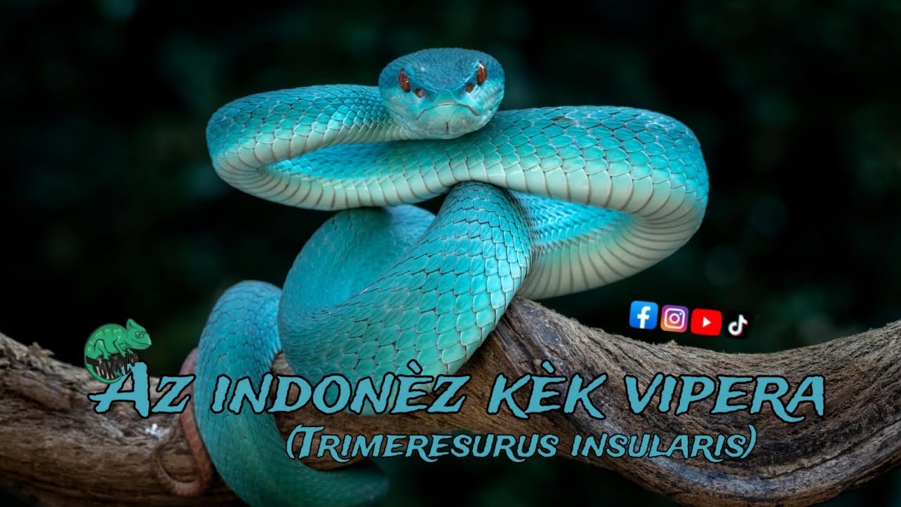 A KÈK VIPERA (Trimeresurus insularis)