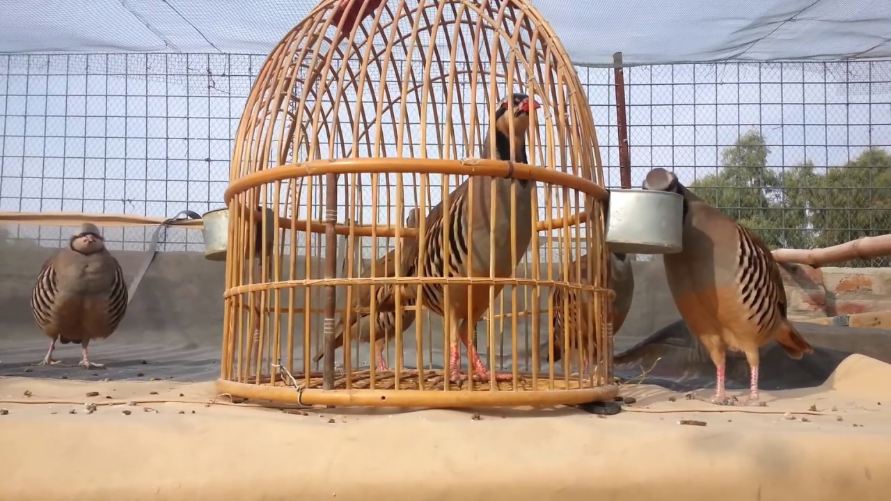 Laat Chakor ke bache/Chakor breeding set up/ chakor farming/ چکور فارم  koharian's pet birds-loralai