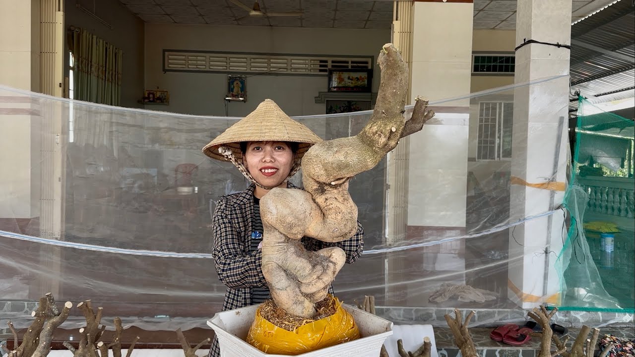 Phôi hoa giấy giá bình dân, dáng đẹp, củ đế đặc nhà vườn Hương Đoàn giao lưu toàn quốc ☎0939.421.59