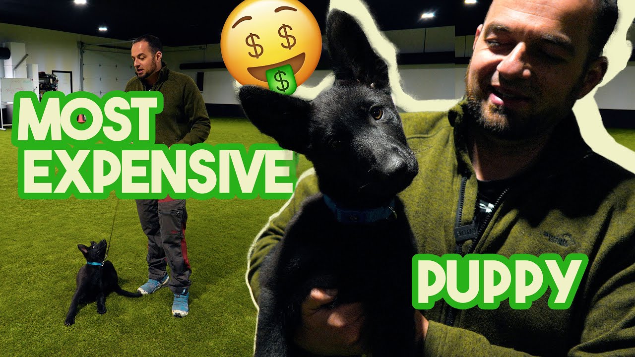 My Expensive NEW German Shepherd Puppy