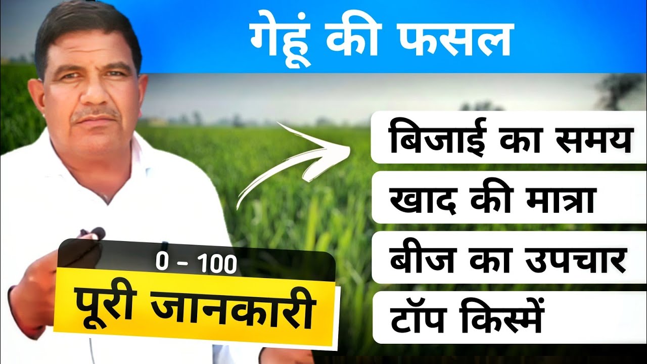 गेहूं की संपूर्ण जानकारी | टॉप किस्में/अगेती/ पछेती/खाद | डॉ.ओमप्रकाश बिश्नोई | HAU, Hisar