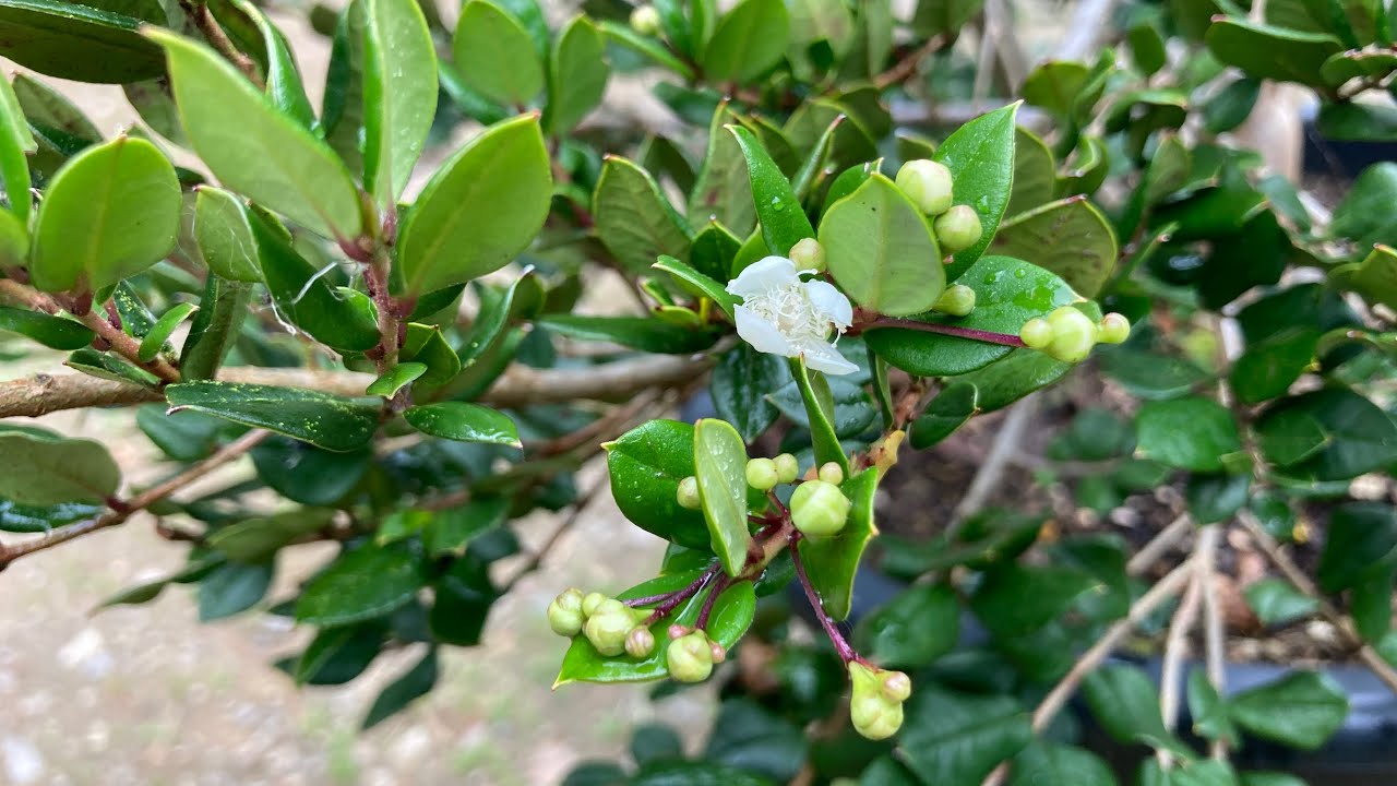 Luma apiculata (Chilean myrtle)