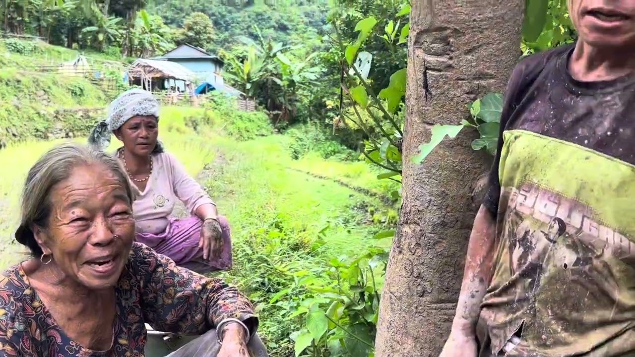 मिमिको धान रोपाइँ मा सघाउनि ||