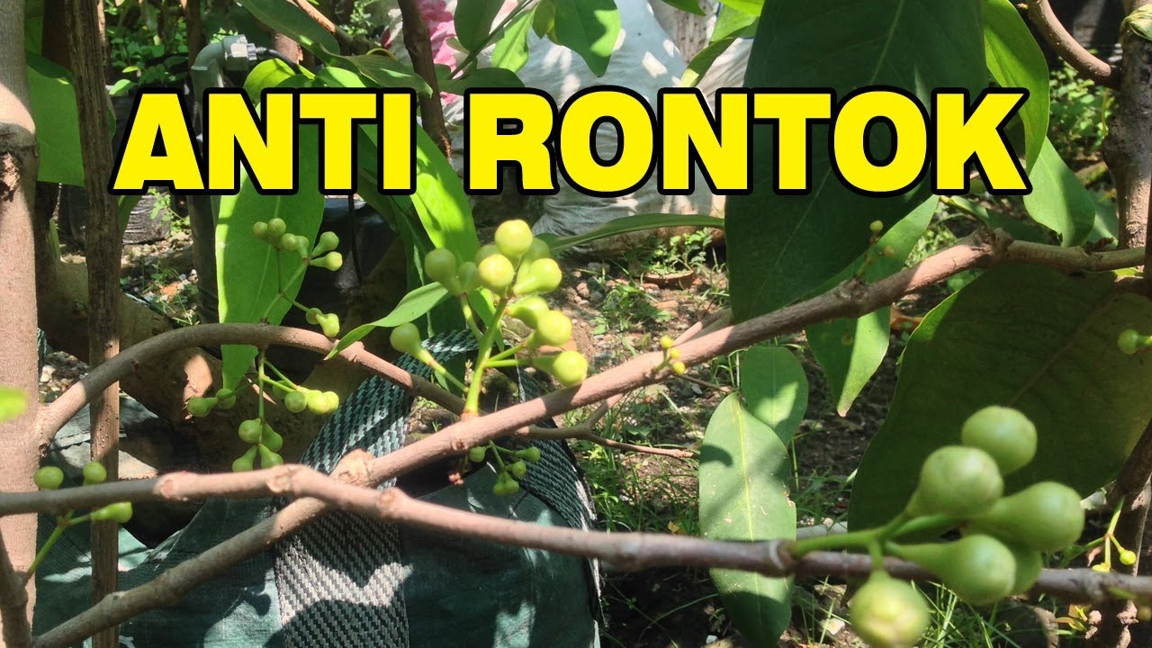 Anti Rontok Cara Mengatasi Merawat Agar Penyebab Bunga Jambu Madu Deli Hijau Rontok Cepat Berbuah