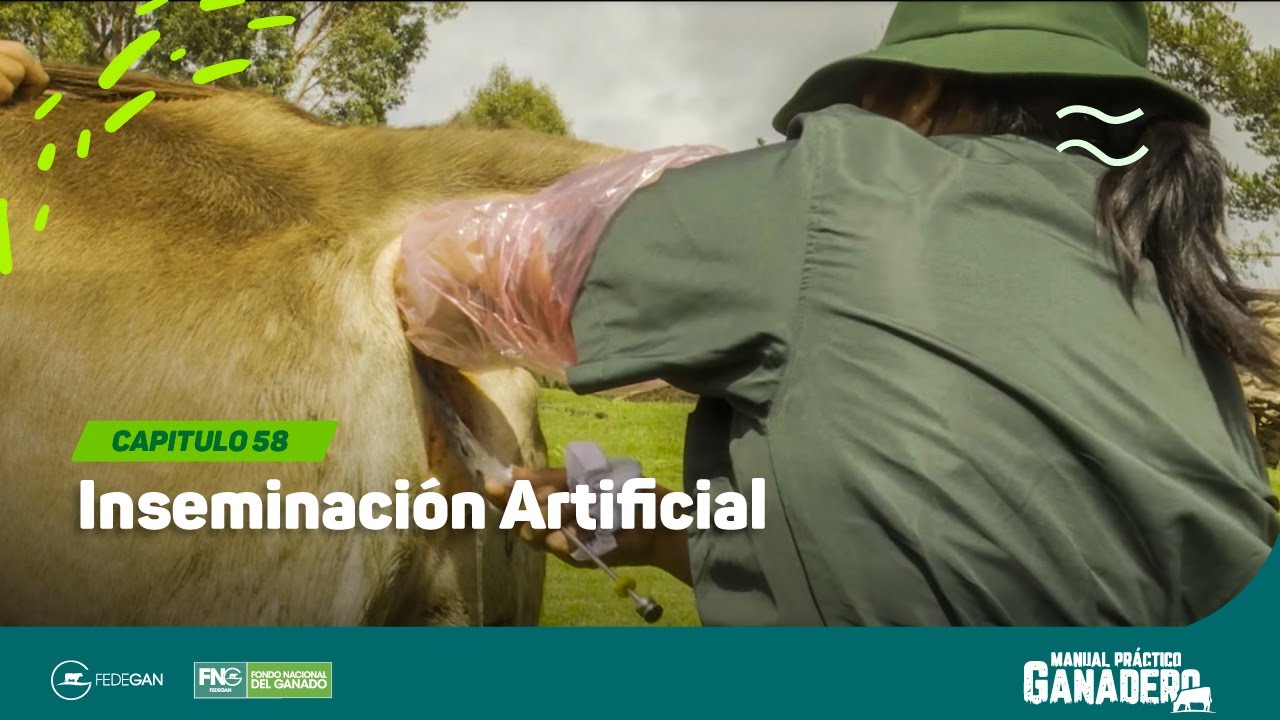 Cap 58 - Inseminación Artificial #manualpracticoganadero