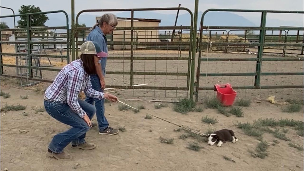 Gina and Rip: Episode 1, Lead Training the New Puppy