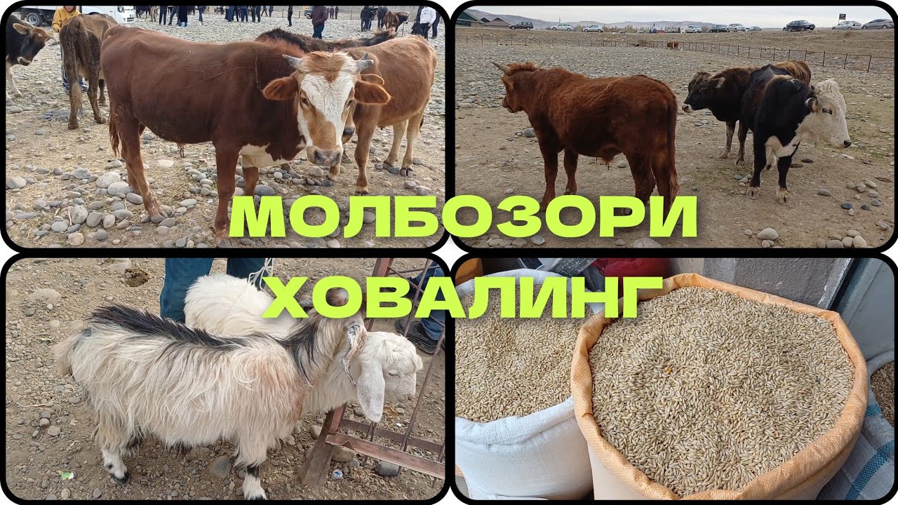 МОЛБОЗОРИ ХОВАЛИНГ НАРХУ НАВО 16.11.2025
