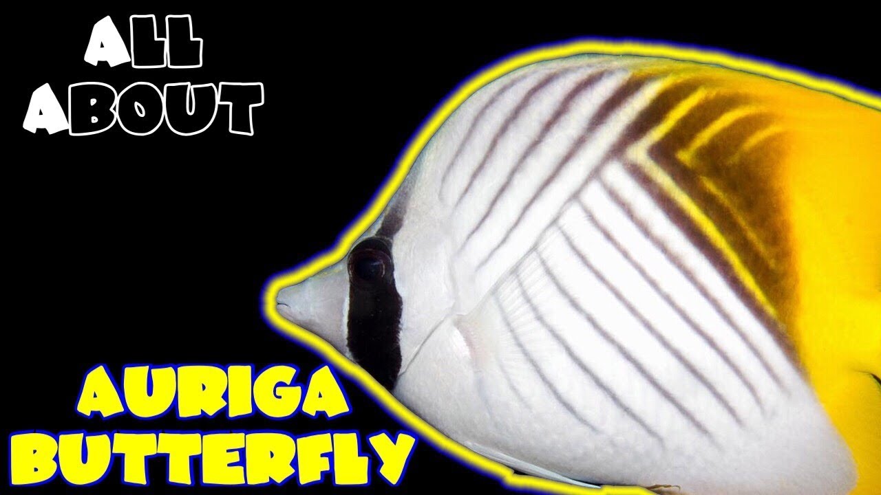 All About The Auriga Butterfly or Threadfin Butterfly