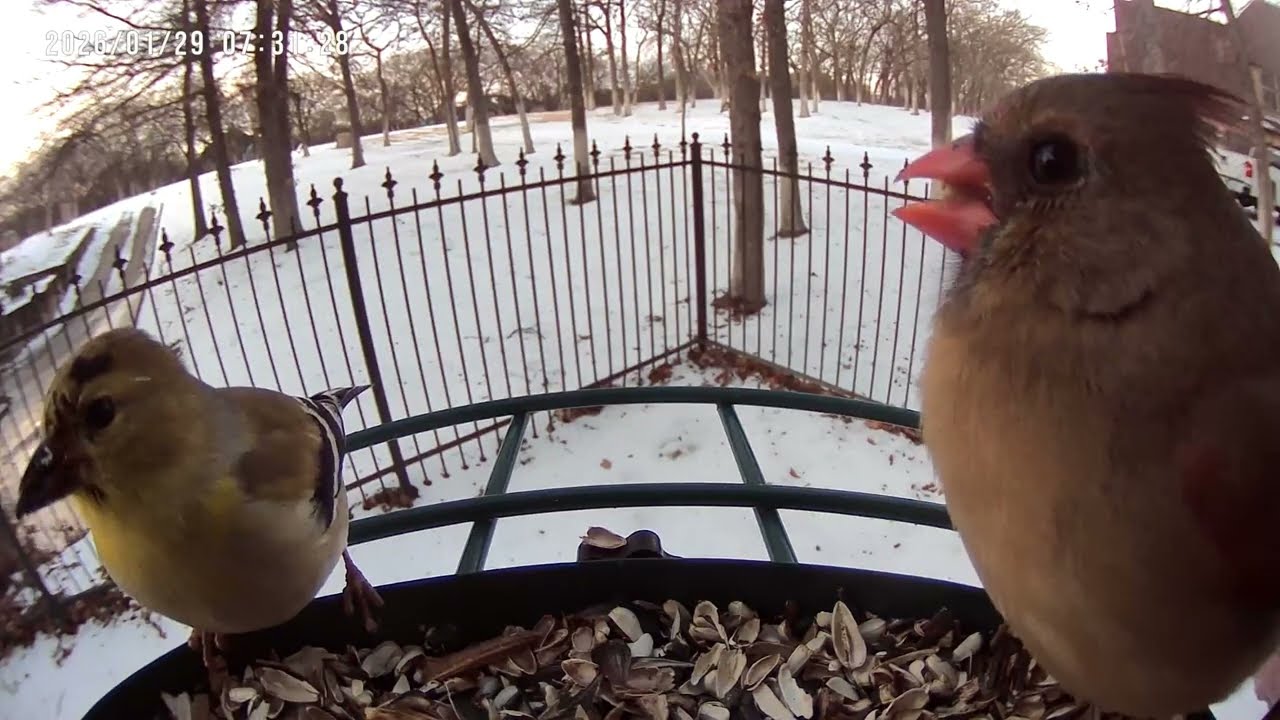 Birds at the feeder as the snowstorm fades #birdfeeder