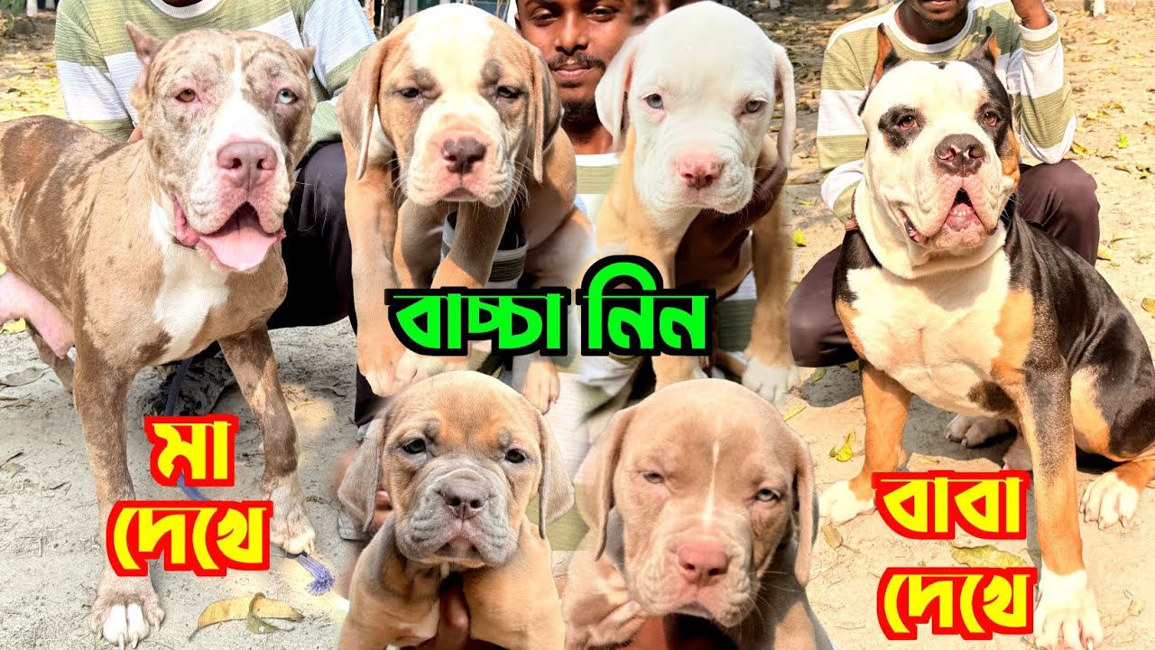 American Bully Home Breed Puppies Sale. Dog Kennel in Kolkata. Kolkata Dog Market.
