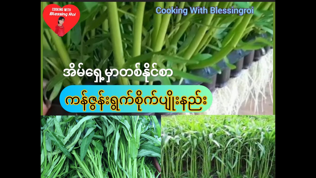 *282*How to plant water Spinach, ကန်ဇွန်းရွက်စိုက်ပျိုးနည်း၊ ကိုယ့်အိမ်ရှေ့မှာအလွယ်လေးစိုက်စားနည်း