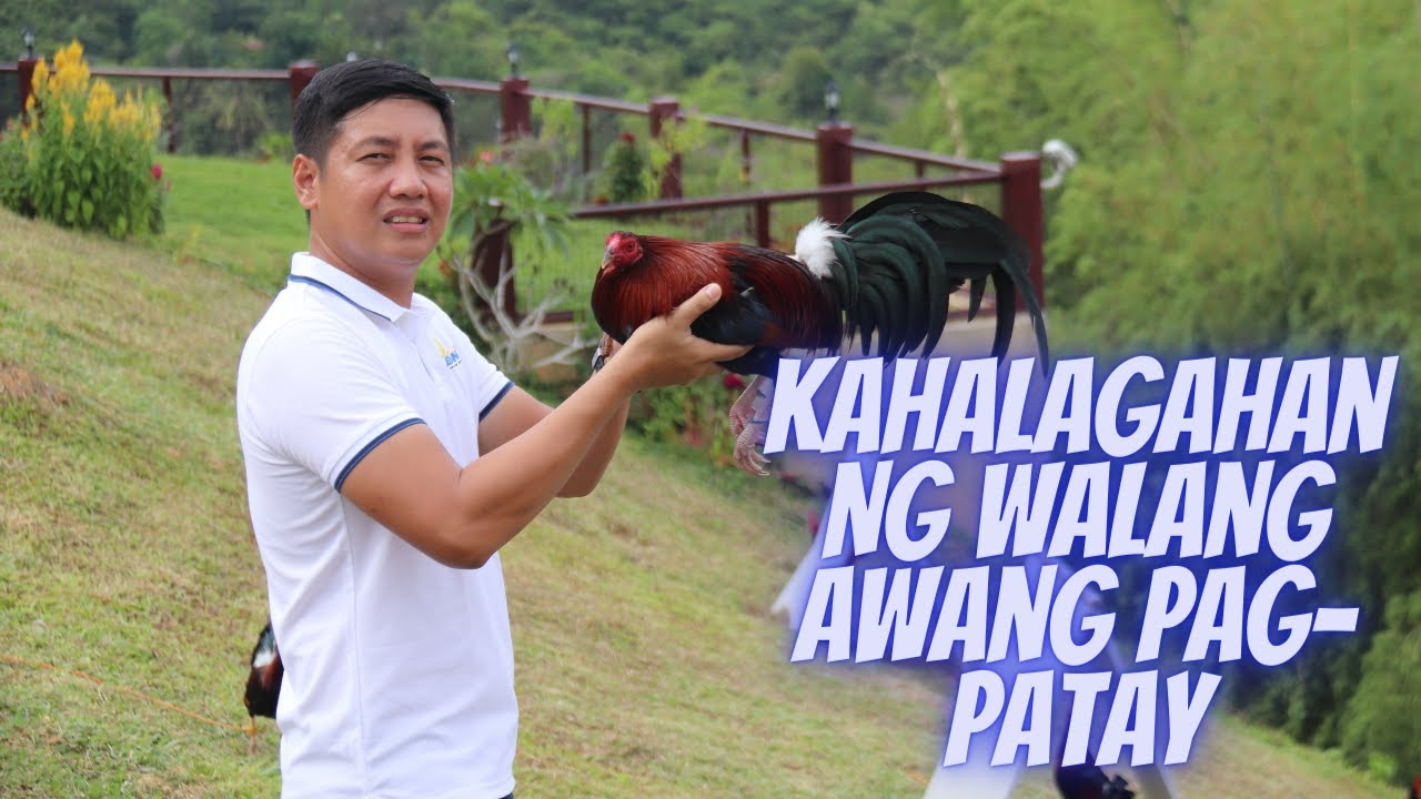 Sabong Tips: The Importance of Ruthless Culling - [Gamefowl Maintenance]