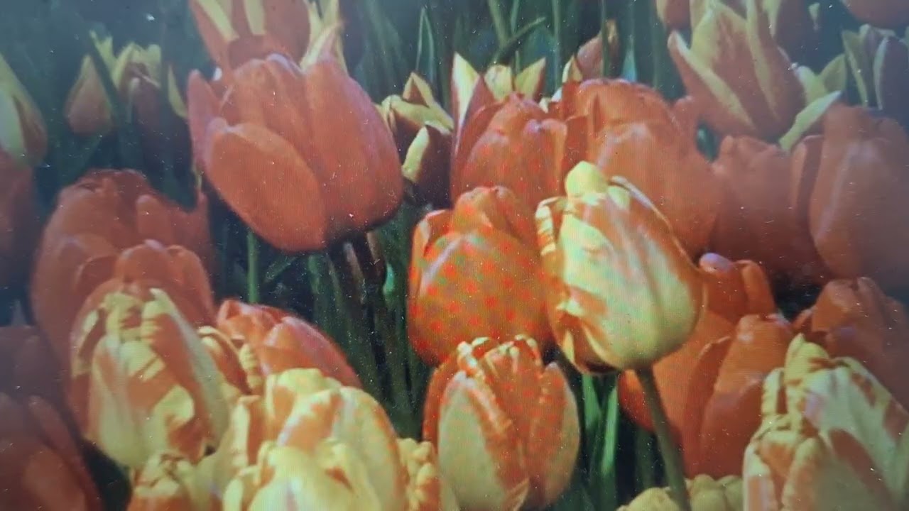 PORQUE O SALÁRIO DO PECADO É A MORTE,MAS O DOM GRATUITO DE DEUS É A VIDA ETERNA EM CRISTO JESUS.AMÉM
