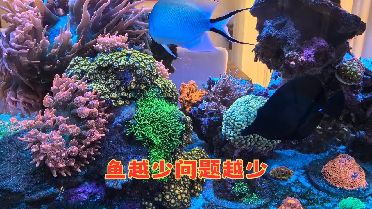 养了这么久海缸，我认为最重要的经验