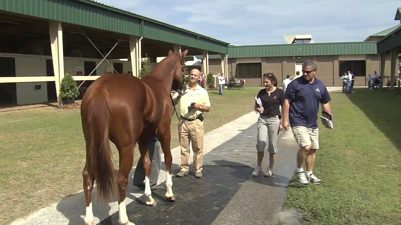 West Point Thoroughbreds Buys Stakes Horses at the 2-Year-Old Sales