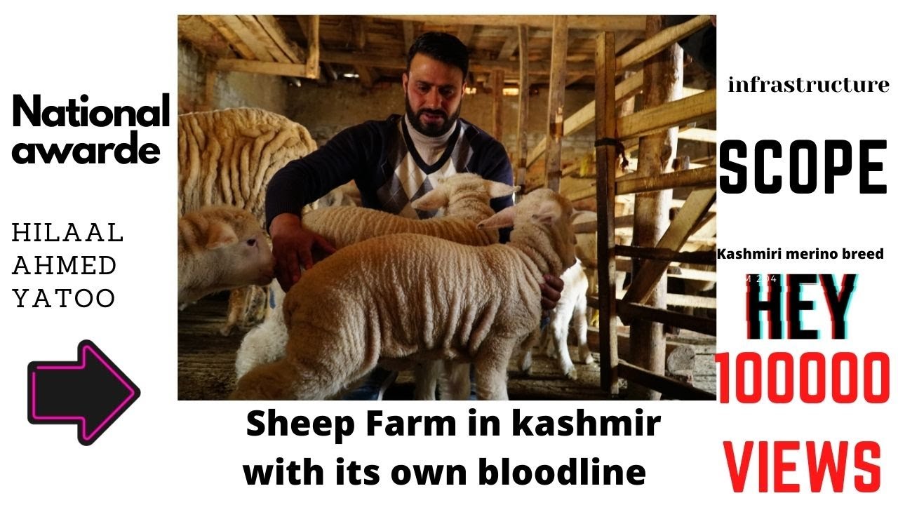 Sheep farming and breeding | Hilal Ahmed Yatoo | kashmir