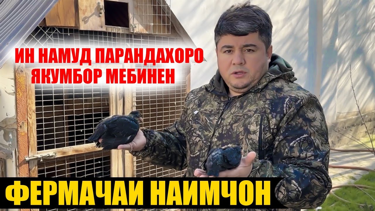 Ихелиша Надида Бден. Фермачада овардем ина