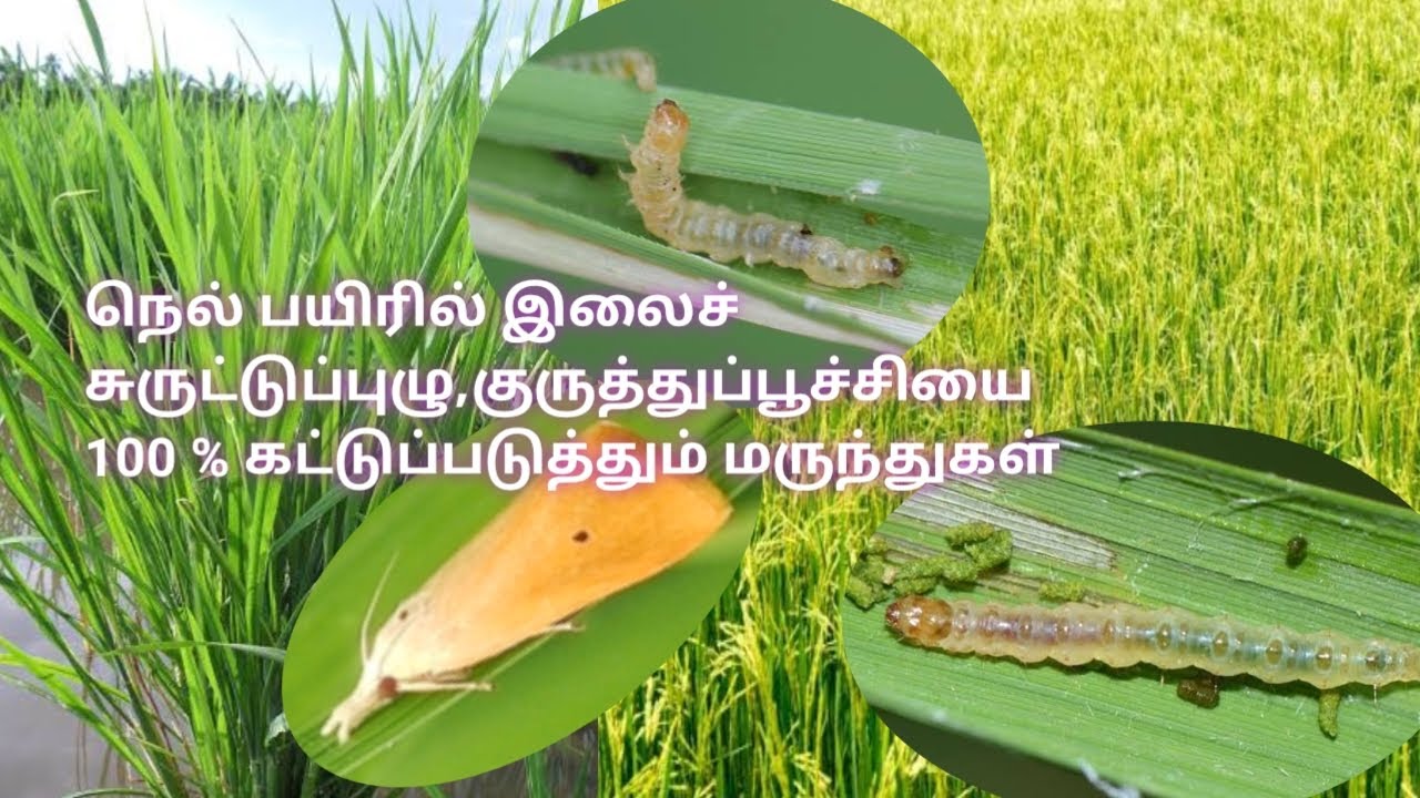 நெல் பயிரில் அதிக சேதத்தை ஏற்படுத்தும் இலைச்சுருட்டுப்புழு, குருத்து பூச்சியை 100 % கட்டுப்படுத்த