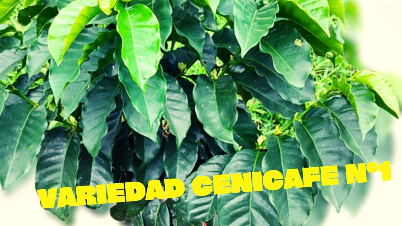 El Mejor Variedad Cenicafe1 Resistente a La Roya Y la Broca