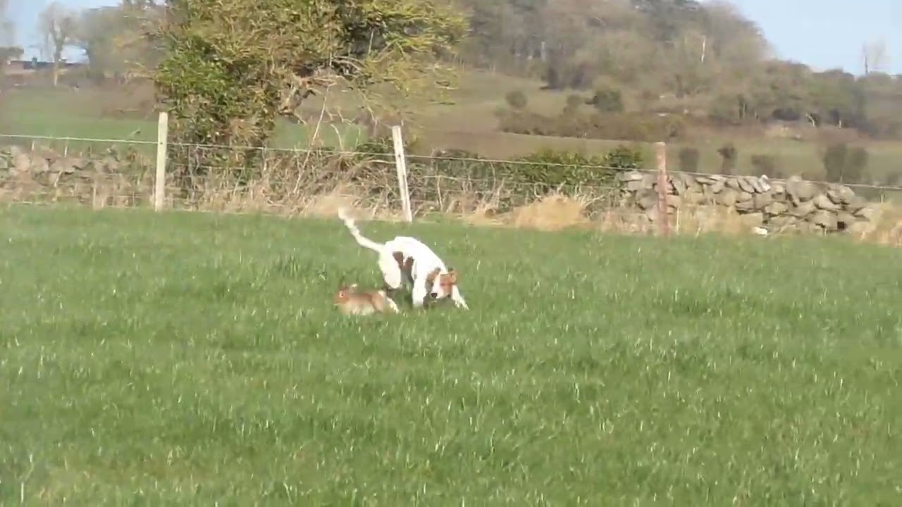 hare coursing kim irelands best 🇨🇮🔥