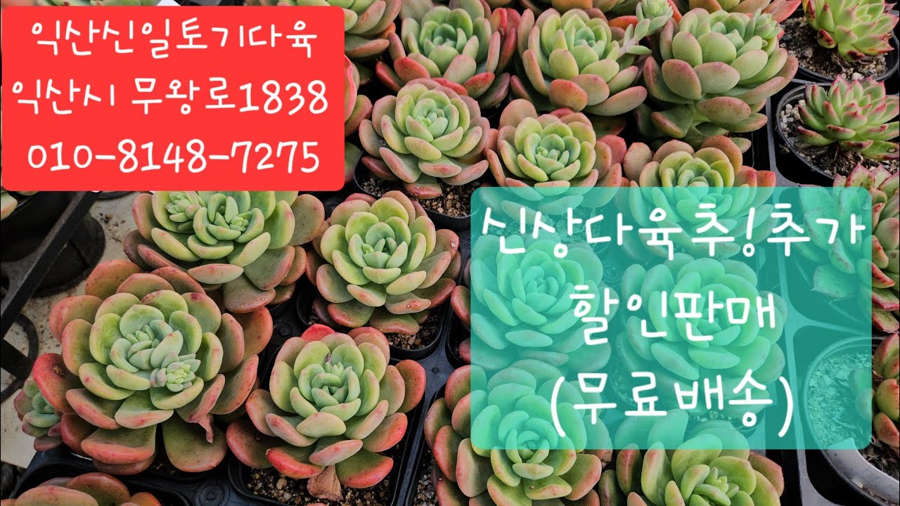 (익산신일토기다육)#다육판매#010-8148-7275#신상다육추가할인판매#카드결제가능