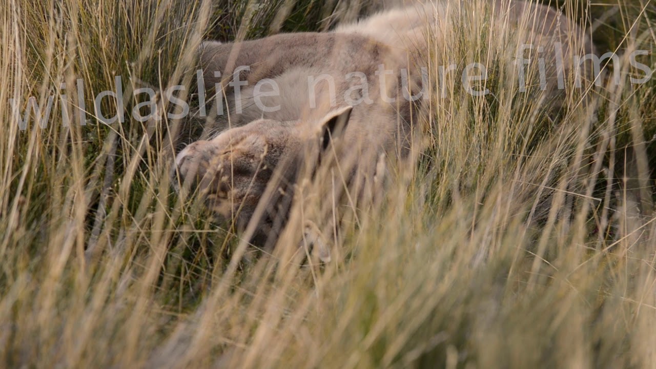 Wild Mountain Lion after snack snooze