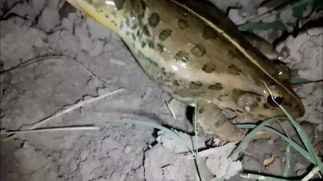 bullfrog Rainbow frog frog sound amazing frog