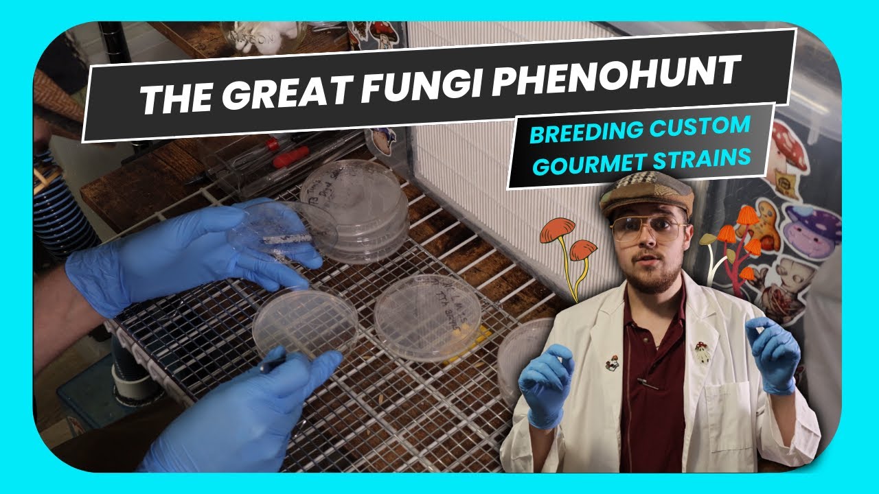 Breeding Mushroom Super Strains: The Great Fungi Phenohunt Begins!