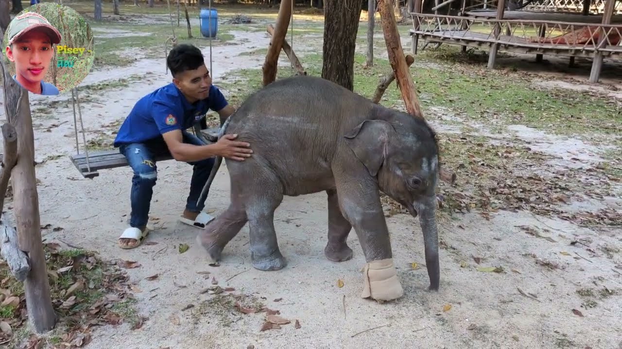 ថ្ងៃនេះនាំអូនលំផាត់ដើរលេងខាងក្រៅជាមួយប៉ាៗ,Today  Lomphat out for a walk with Dad, baby elephant