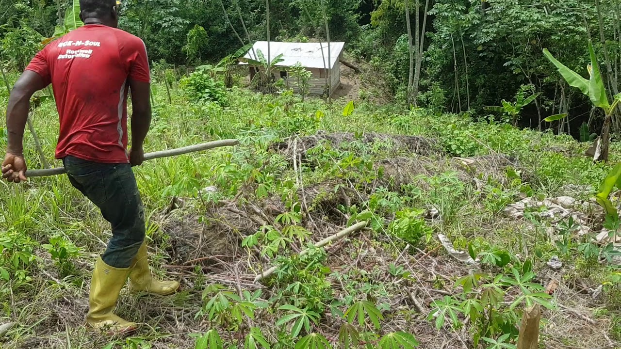 Comment créer une plantation de poivre partie1-black pepper création farm in cameroon pt1