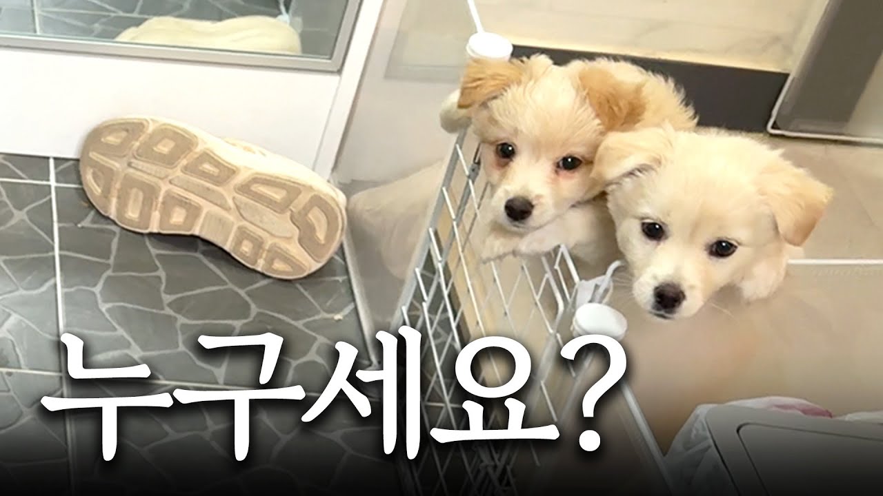 쌍둥이집에 집사 친구들이 놀러왔어요!ㅣ고양이·앵무새·강아지 집사들의 수다 브이로그 VLOG 🐱🐦 🐶
