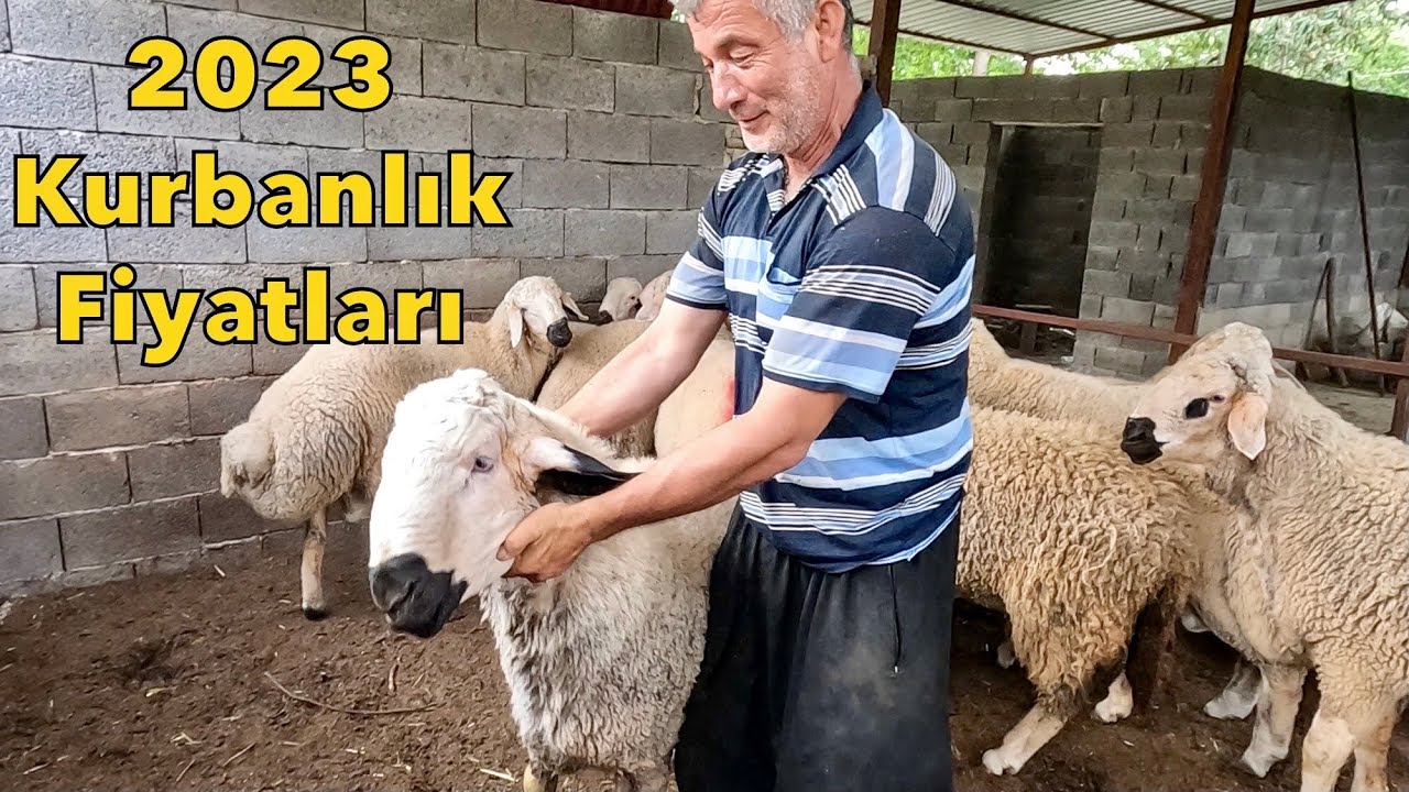 Osmaniye Kurban Satışları Başladı . Kurbanlık Fiyatları 2023. Kangal Koyunu