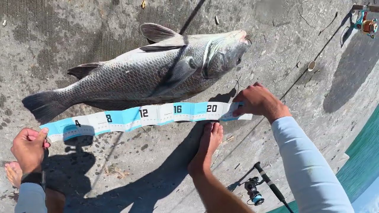 Unexpected Drum Bite!!(Bradenton Fishing)