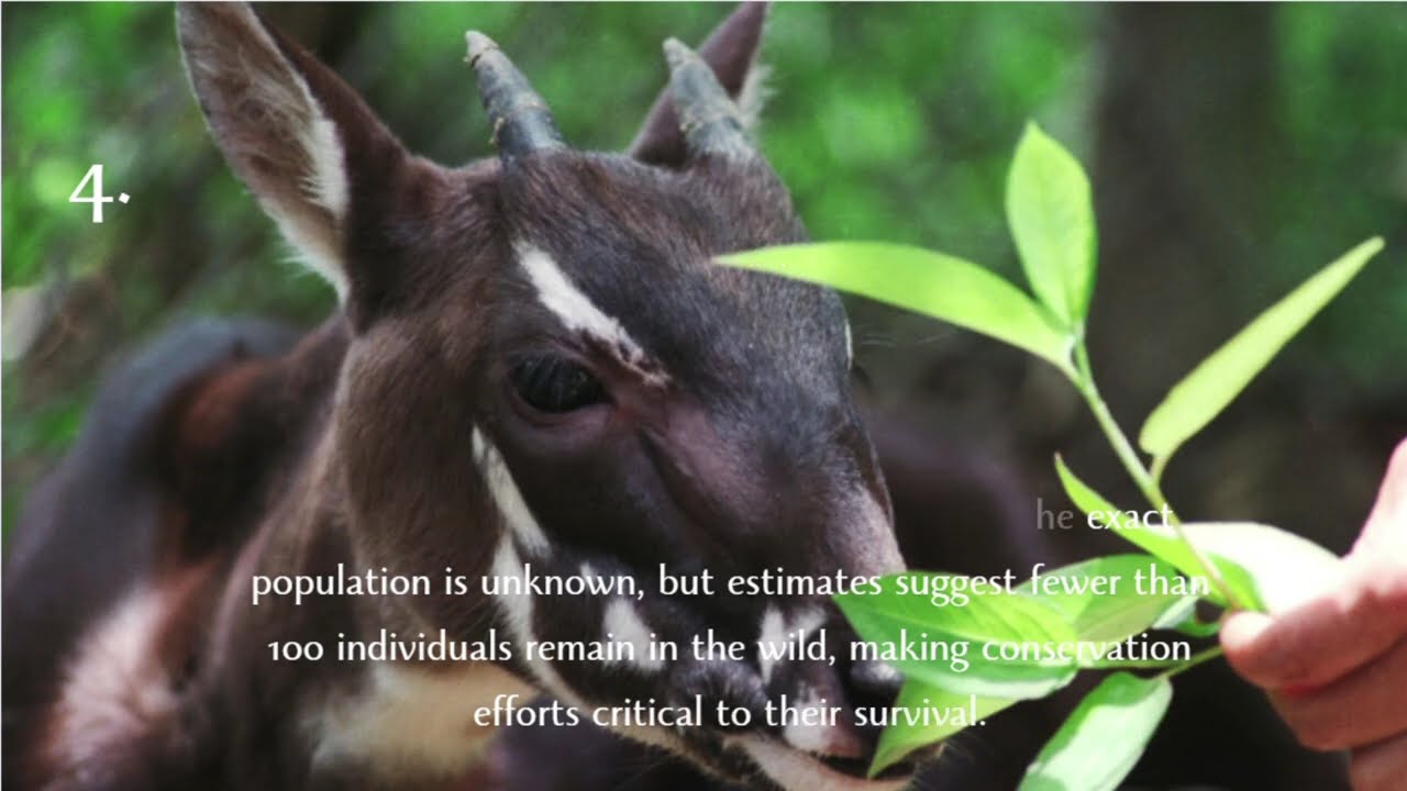 7 Most Endangered Animals May Soon Disappear Forever!