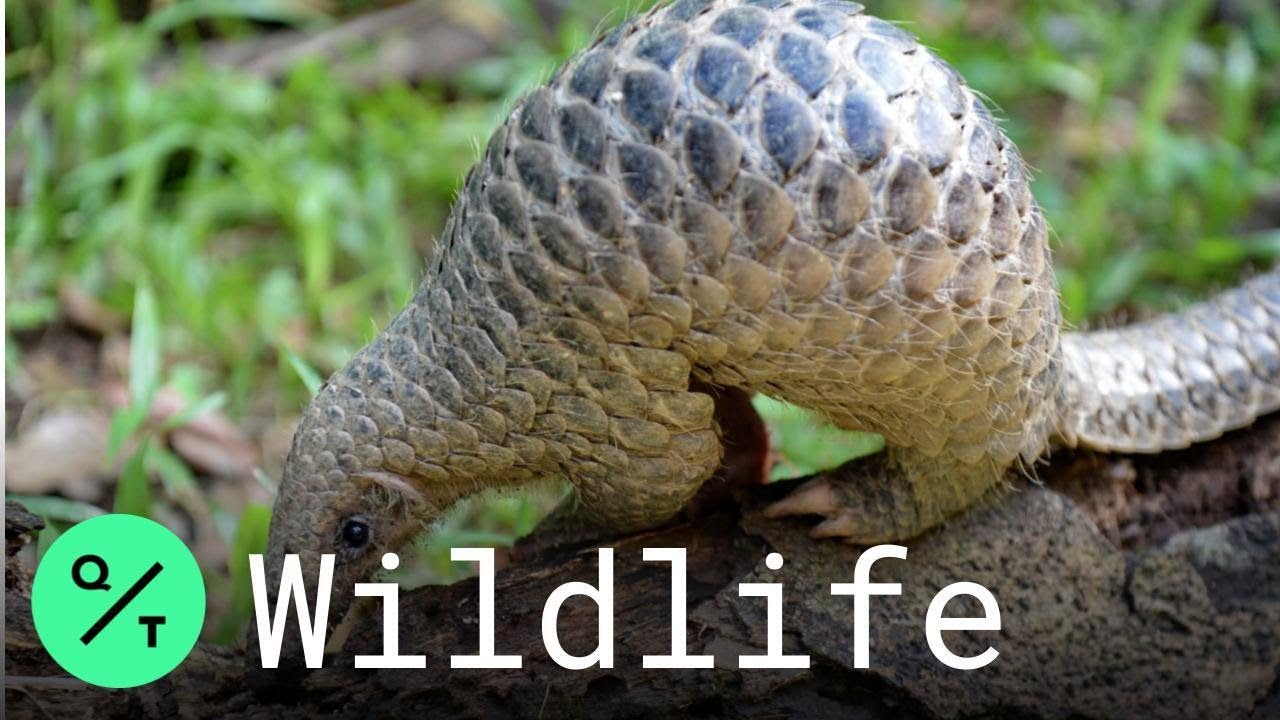 Pangolins Are Now Protected in China
