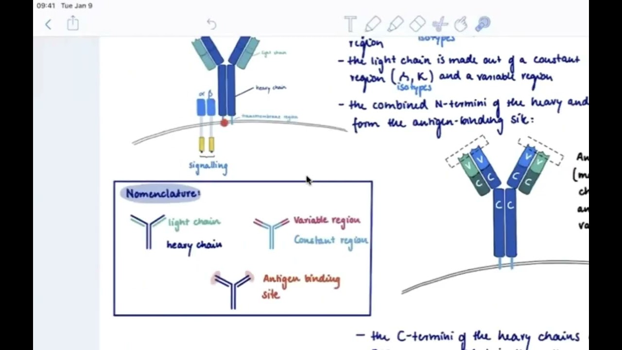 Brandl's Basics: The B-cell receptor (BCR): Structure and Recognition