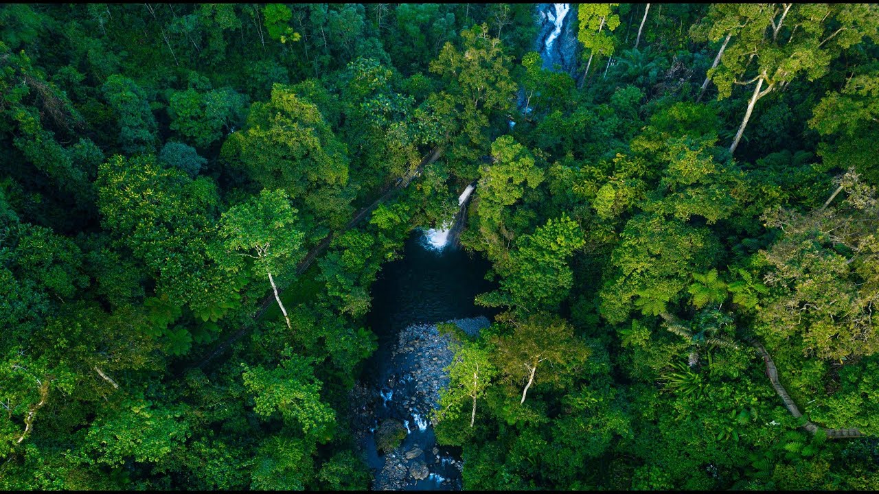 Bertahan hidup di hutan