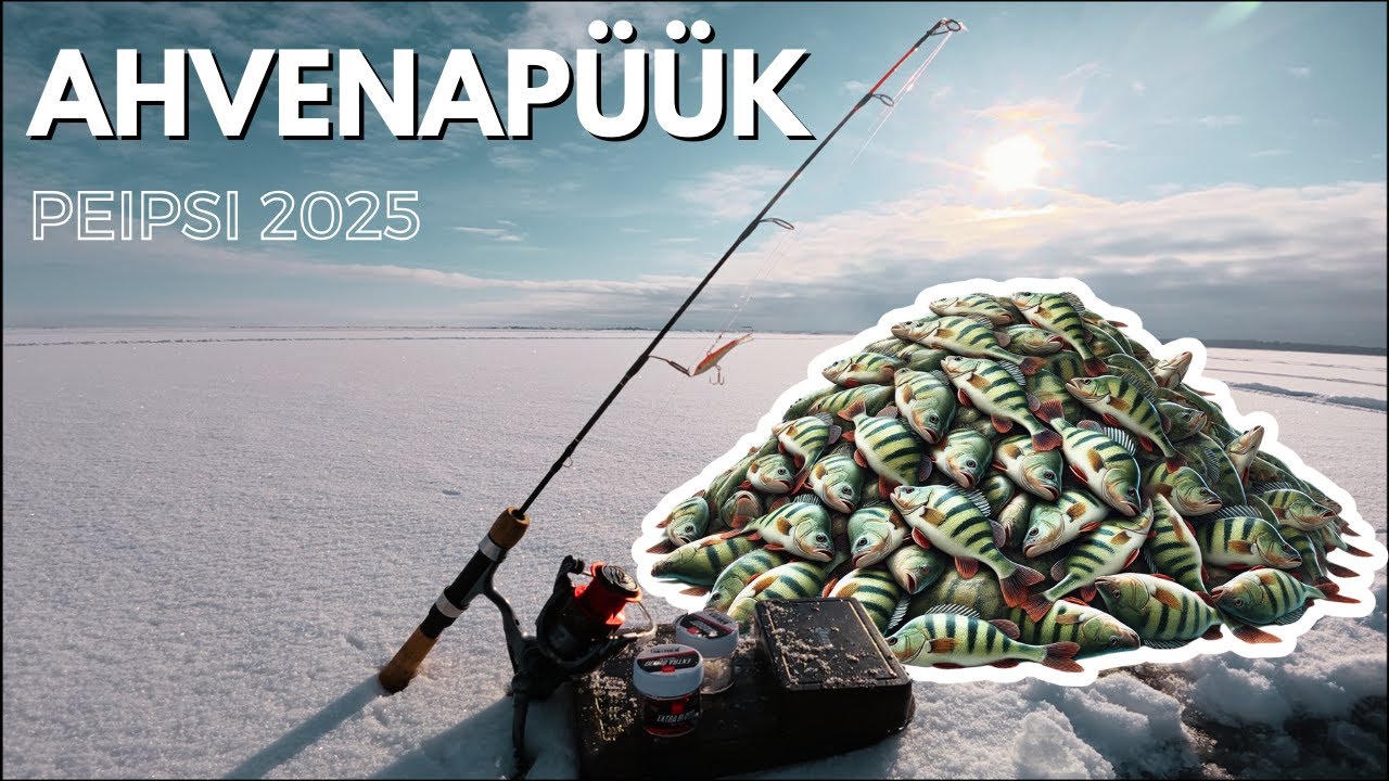 Ahvenapüük Peipsi järvel 2025 - Kodavere