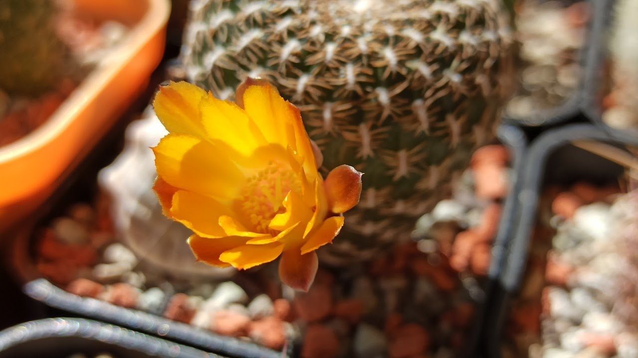 КАКТУСЫ в бутонах🌵Наконец пришло тепло!☀️
