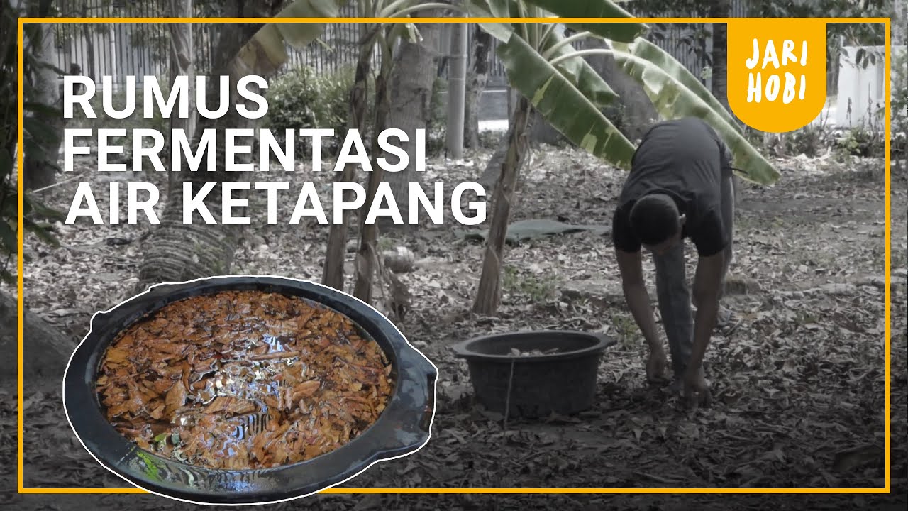 BONGKAR RUMUS FERMENTASI AIR KETAPANG UNTUK CUPANG