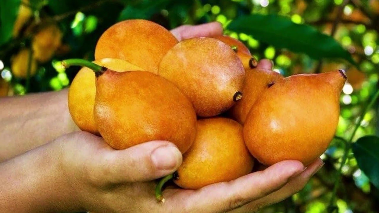 АЧАЧАИРУ: «Боливийский мангостин» с уникальным вкусом! 💛 Полное руководство по посадке и выращива...