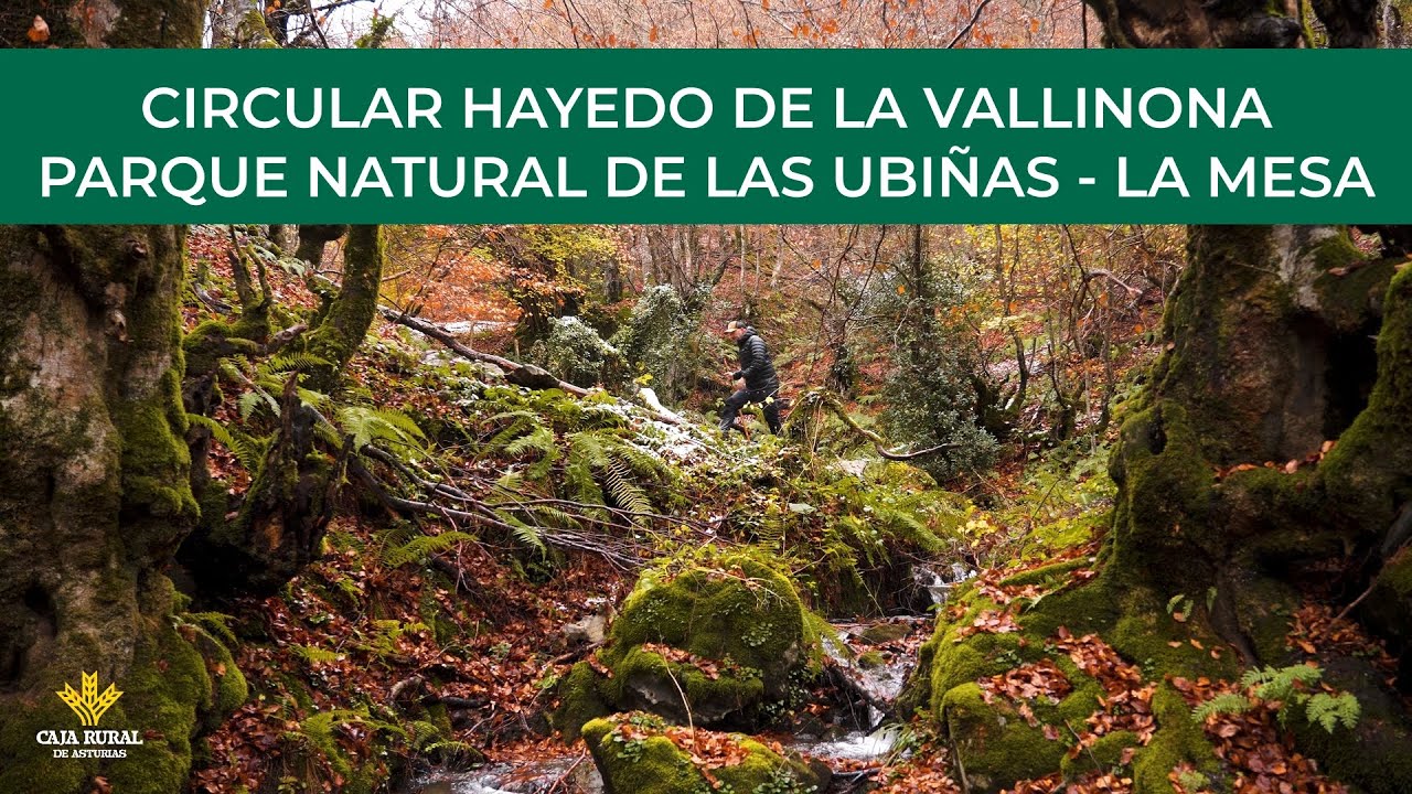 Canal Prestosu | Rutas prestosas: #ruta circular Hayedo de la Vallinona #Quirós