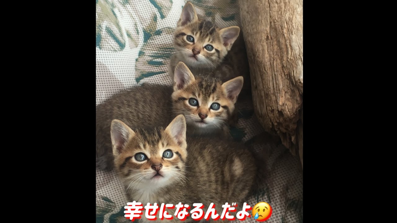 外猫茶々丸の子供達譲渡先へ、さよなら。
