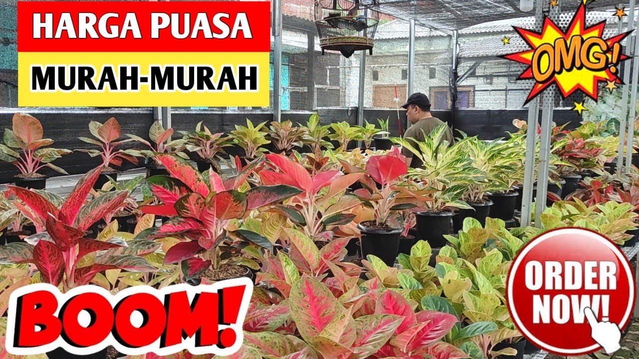 Aglonema Murah Harga Puasa‼️ Promo Ramadhan ~ 122