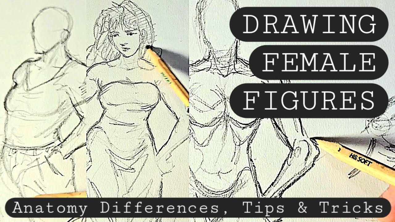 Drawing Female Figures: differences between drawing male and female figures