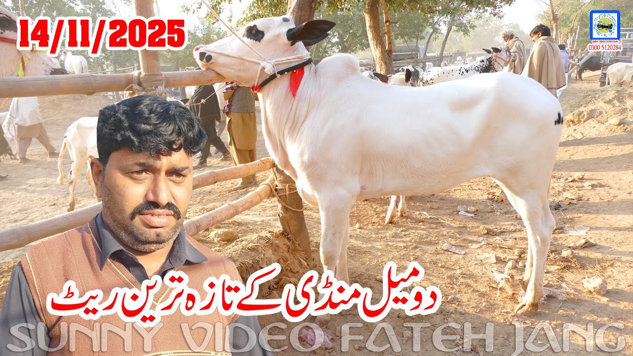 Today Domail Mandi Fatehjang Rate&rsquo;s update14/Nov.2025-Part01Sunny Video Fateh Jang Cow Mandi 2025