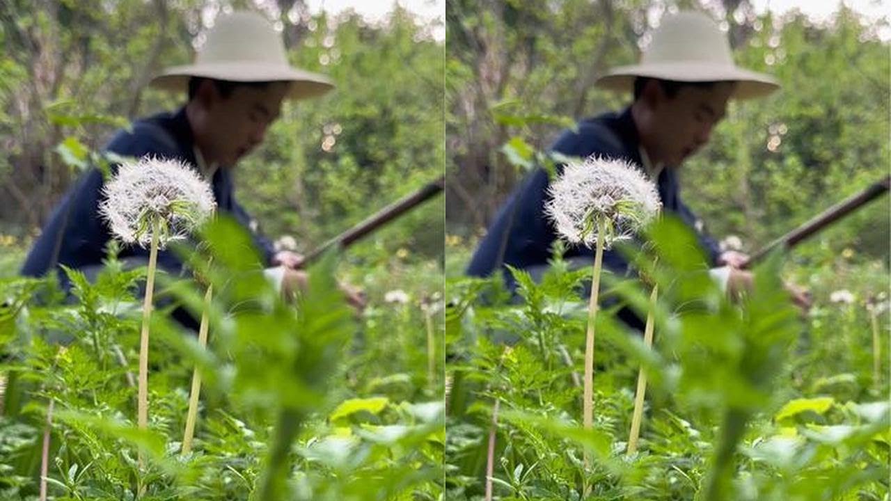 Dandelions everywhere, make tea. Fresh fragrance, taste of spring. Best in summer.